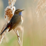 BLAUWBORST BLAUWBORST