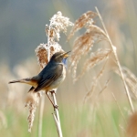BLAUWBORST BLAUWBORST