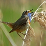 BLAUWBORST BLAUWBORST