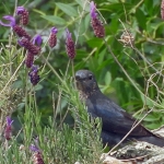 BLAUWE ROTSLIJSTER BLAUWE ROTSLIJSTER