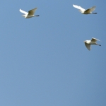 KOEREIGERS KOEREIGERS