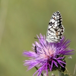 MOORS DAMBORDJE MOORS DAMBORDJE