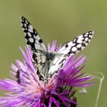 MOORS DAMBORDJE MOORS DAMBORDJE