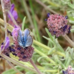BLOEMENBLAUWTJE BLOEMENBLAUWTJE