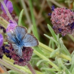 BLOEMENBLAUWTJE BLOEMENBLAUWTJE