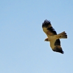 DWERGAREND DWERGAREND