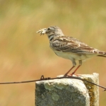 KALANDERLEEUWERIK KALANDERLEEUWERIK