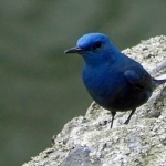 BLAUWE ROTSLIJSTER BLAUWE ROTSLIJSTER