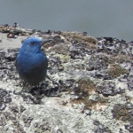 BLAUWE ROTSLIJSTER BLAUWE ROTSLIJSTER