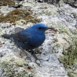 BLAUWE ROTSLIJSTER BLAUWE ROTSLIJSTER