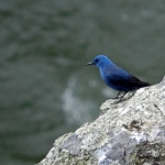 BLAUWE ROTSLIJSTER BLAUWE ROTSLIJSTER
