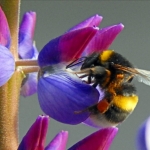 HOMMEL OP LUPINE HOMMEL OP LUPINE