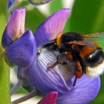 HOMMEL OP LUPINE HOMMEL OP LUPINE