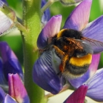 HOMMEL OP LUPINE HOMMEL OP LUPINE