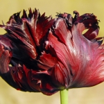 TULP TULP