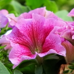 PETUNIA PETUNIA
