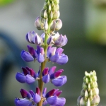 LUPINE LUPINE