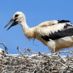 JONGE OOIEVAAR JONGE OOIEVAAR