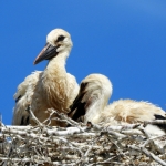 JONGE OOIEVAARS JONGE OOIEVAARS