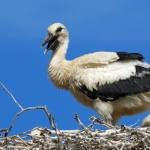 JONGE OOIEVAAR JONGE OOIEVAAR