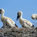 VIER JONGE OOIEVAARS VIER JONGE OOIEVAARS