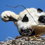 JONGE OOIEVAAR JONGE OOIEVAAR