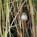 BAARDMANNETJE VROUW BAARDMANNETJE VROUW