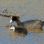 MEERKOET MET JONG MEERKOET MET JONG