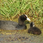 MEERKOET MET JONG MEERKOET MET JONG