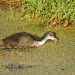 MEERKOET JUVENIEL MEERKOET JUVENIEL
