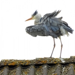 BLAUWE REIGER BLAUWE REIGER