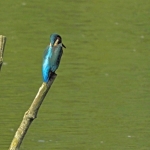 IJSVOGEL IJSVOGEL