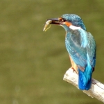 IJSVOGEL MET VIS IJSVOGEL MET VIS