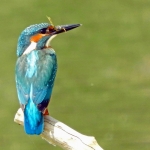 IJSVOGEL IJSVOGEL