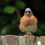 VINK VINK
