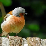 VINK VINK