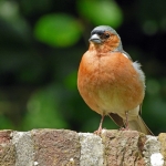VINK VINK