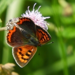 KLEINE VUURVLINDER KLEINE VUURVLINDER