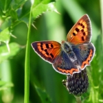 KLEINE VUURVLINDER KLEINE VUURVLINDER