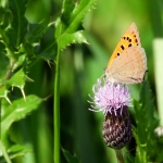 KLEINE VUURVLINDER KLEINE VUURVLINDER