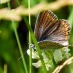 BRUIN BLAUWTJE BRUIN BLAUWTJE