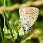 BRUIN BLAUWTJE BRUIN BLAUWTJE