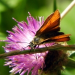 ZWARTSPRIETDIKKOPJE ZWARTSPRIETDIKKOPJE