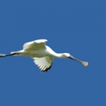 LEPELAAR IN VLUCHT LEPELAAR IN VLUCHT