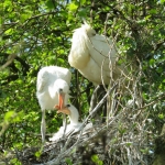LEPELAARS OP NEST LEPELAARS OP NEST