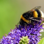HOMMEL HOMMEL