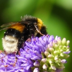 HOMMEL HOMMEL