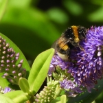HOMMEL HOMMEL