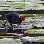 JONGE MEERKOET JONGE MEERKOET