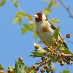 DISTELVINK (PUTTER) DISTELVINK (PUTTER)